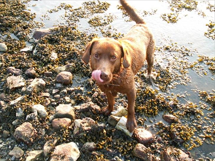 Labrador retriever Fungy billede 9