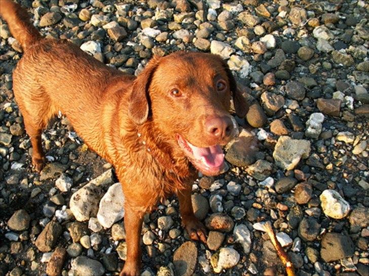 Labrador retriever Fungy billede 10