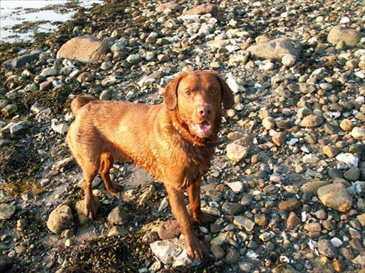 Labrador retriever Fungy billede 11