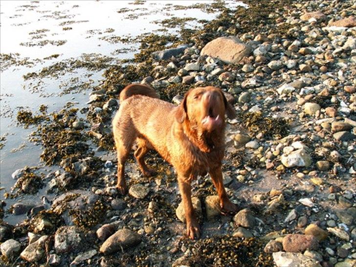 Labrador retriever Fungy billede 12