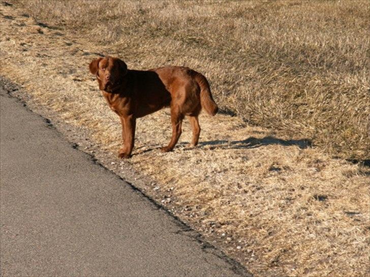 Labrador retriever Fungy billede 13