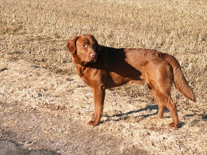 Labrador retriever Fungy billede 14