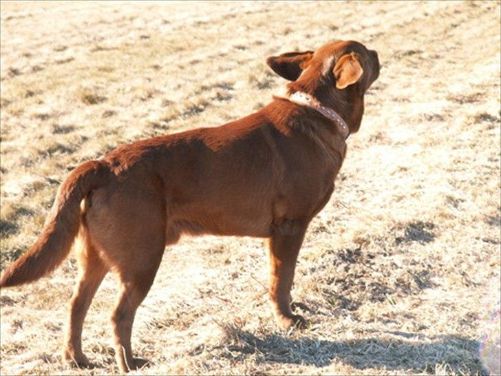 Labrador retriever Fungy billede 15