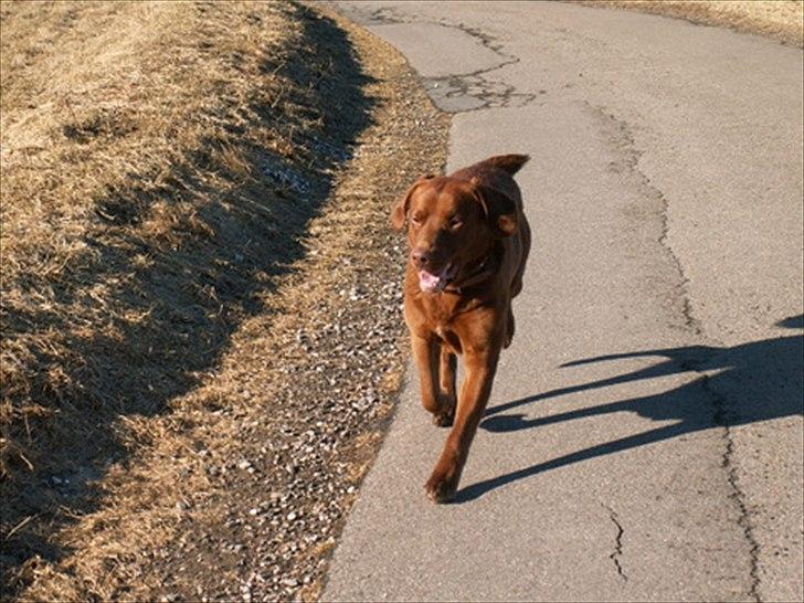 Labrador retriever Fungy billede 17