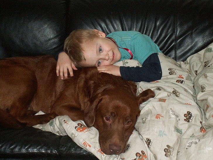 Labrador retriever Fungy billede 18