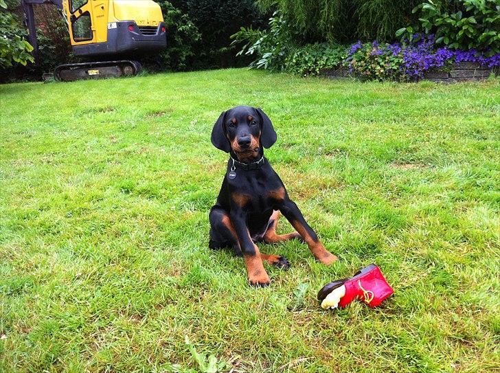 Dobermann caïx - caïx og hans pivedyr billede 4