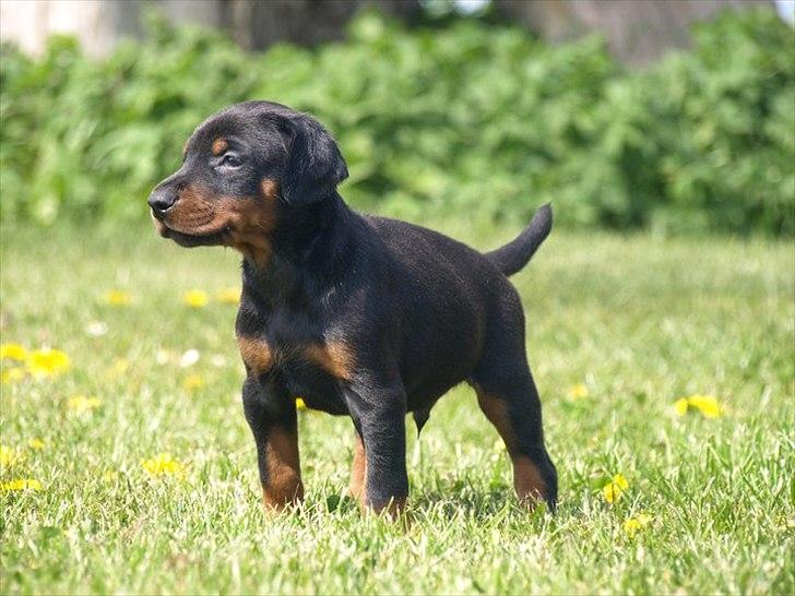 Dobermann caïx - 4,5 uge gammel billede 5