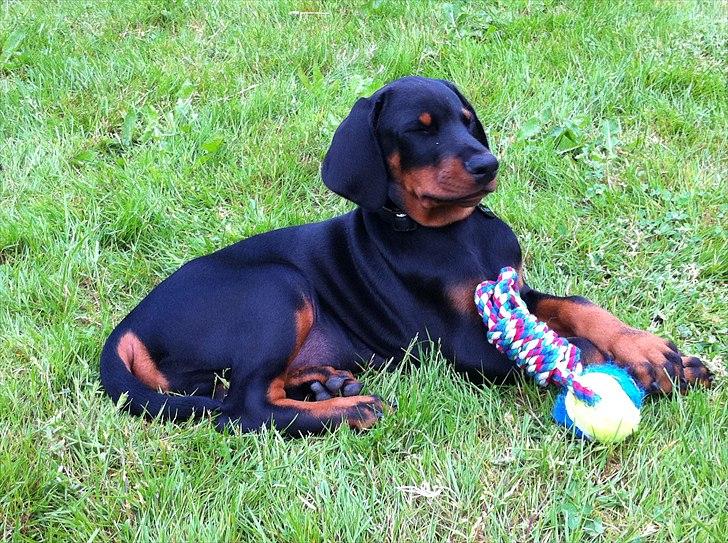 Dobermann caïx - ummm det her er hyggeligt billede 6