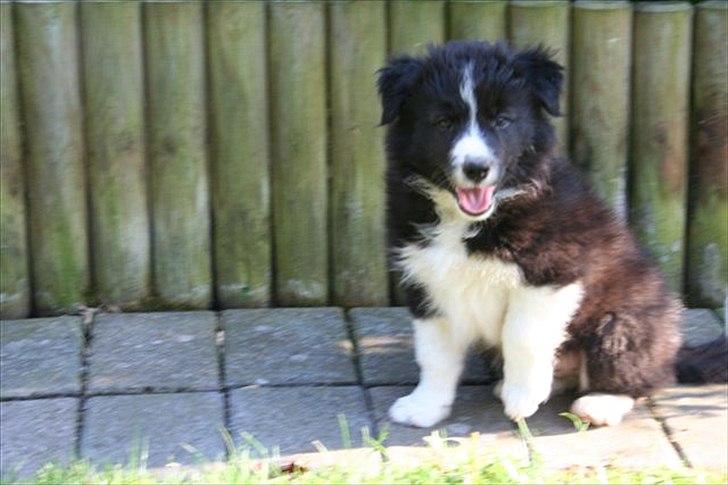 Border collie Spunk - Dagen før jeg skulle hente Spunk hjem billede 2