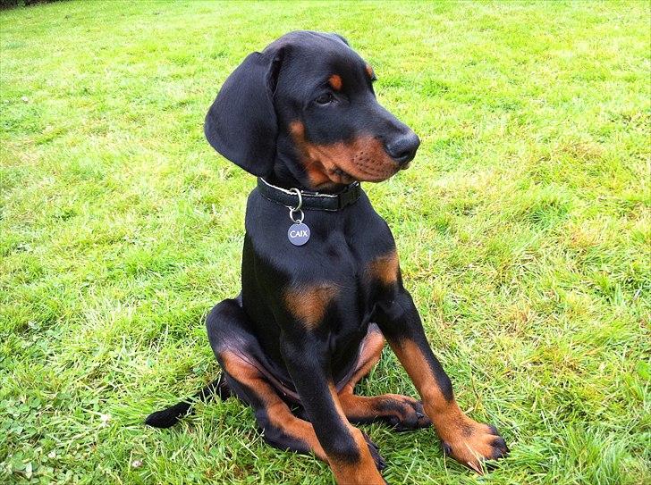Dobermann caïx - er jeg ikke bare lækker ! hihi billede 7