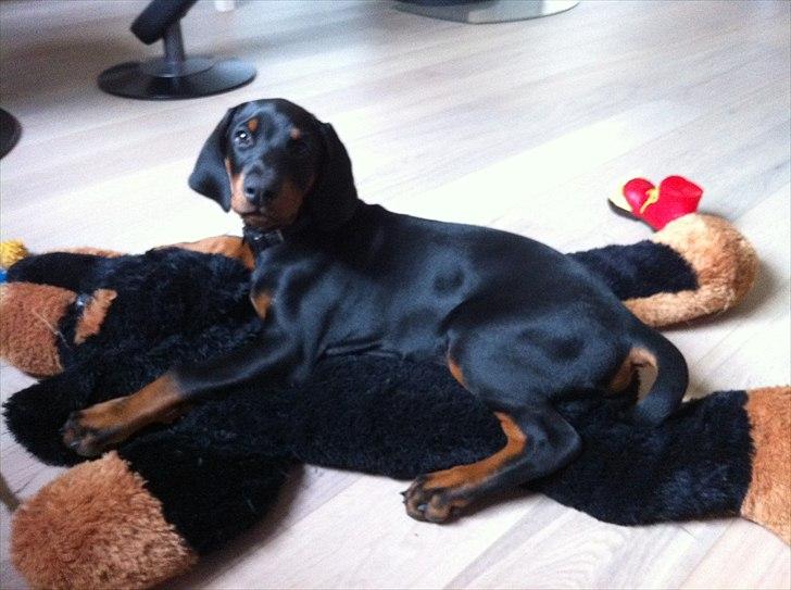 Dobermann caïx - skøøønt at have sin helt egen bamse :D billede 8