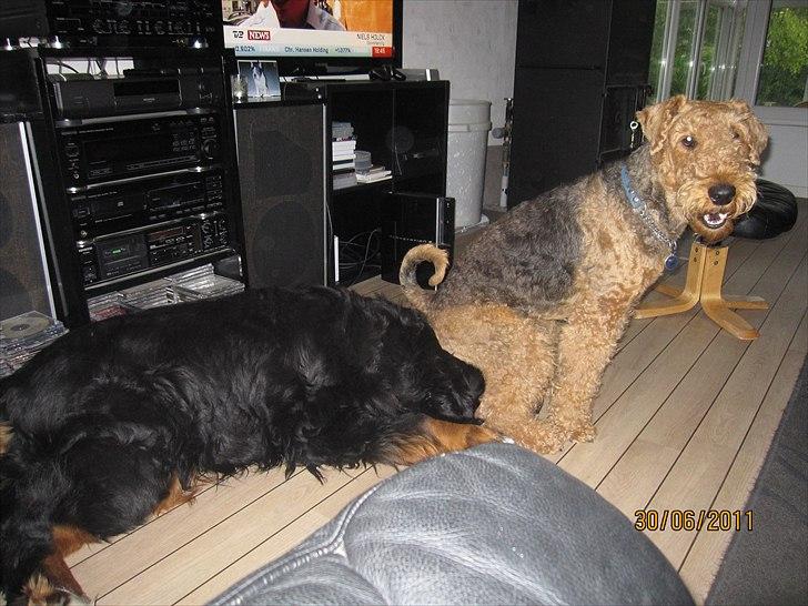 Airedale terrier Spicaway unbraced (Argo) - Argo bruger Buster som pude. billede 14
