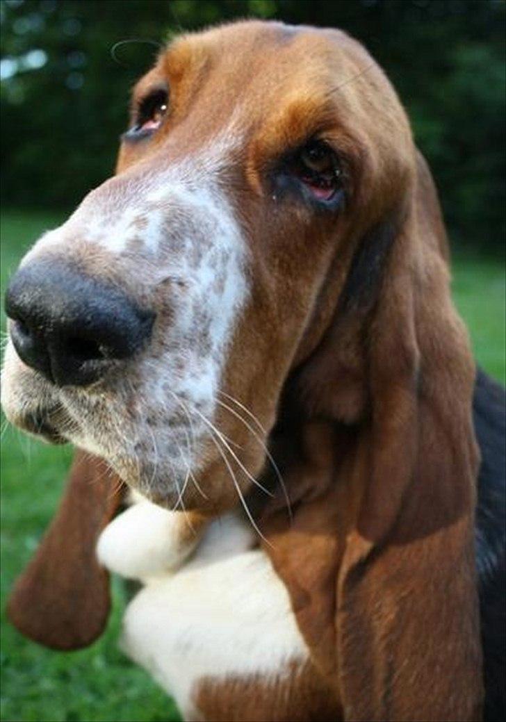 Basset hound Vito - ...bare fordi man ser bedrøvet ud, så er det altså ikke ens betydende med at man er det.... :) billede 13