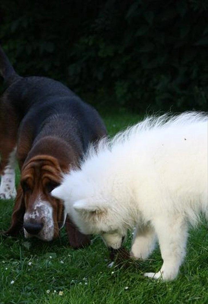 Basset hound Vito - Vito leger med sin nye kammerat Louis, en Japansk Spids hvalp... På trods af 25 kg.'s forskel, så fungerer det faktisk meget godt....  billede 14