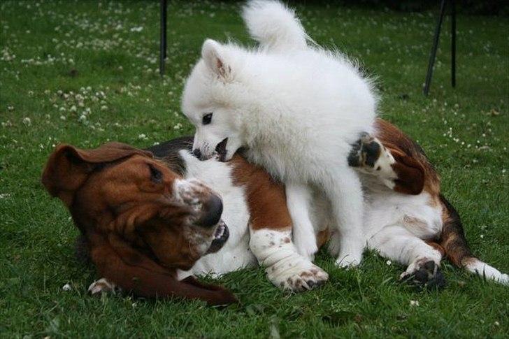 Basset hound Vito - ...og man kan da godt lade den lille "snothvalp" ligge øverst en gang imellem....  billede 15