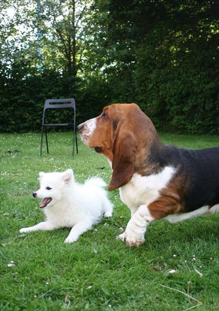 Basset hound Vito - <3 Så smuk. billede 16