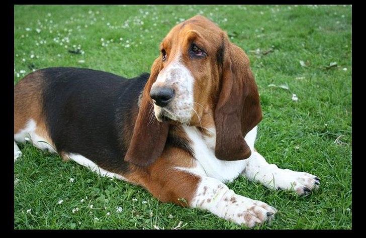 Basset hound Vito - En herlig hund. billede 3