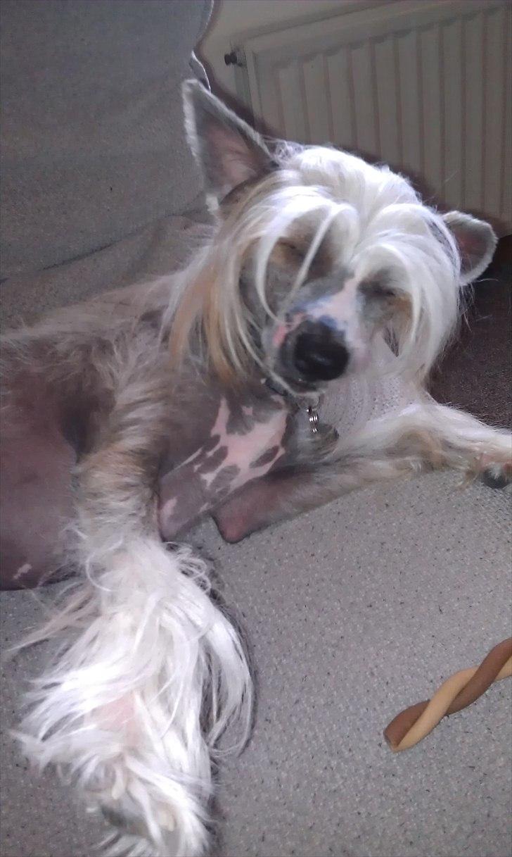 Chinese crested hårløs Footie billede 1