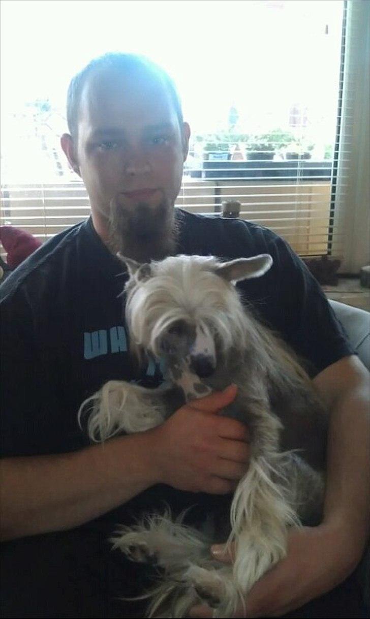 Chinese crested hårløs Footie billede 2