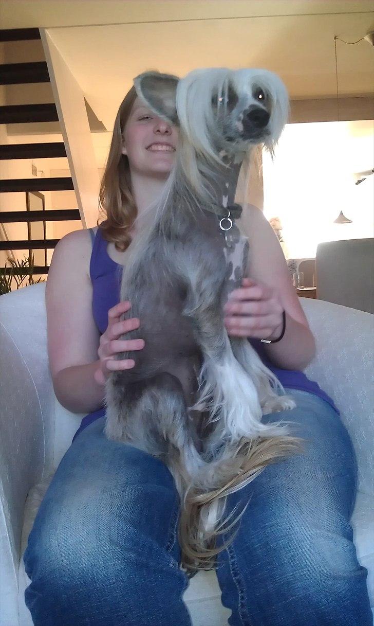 Chinese crested hårløs Footie billede 3