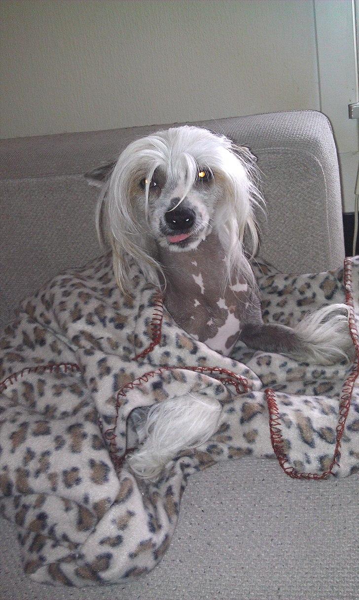 Chinese crested hårløs Footie billede 4