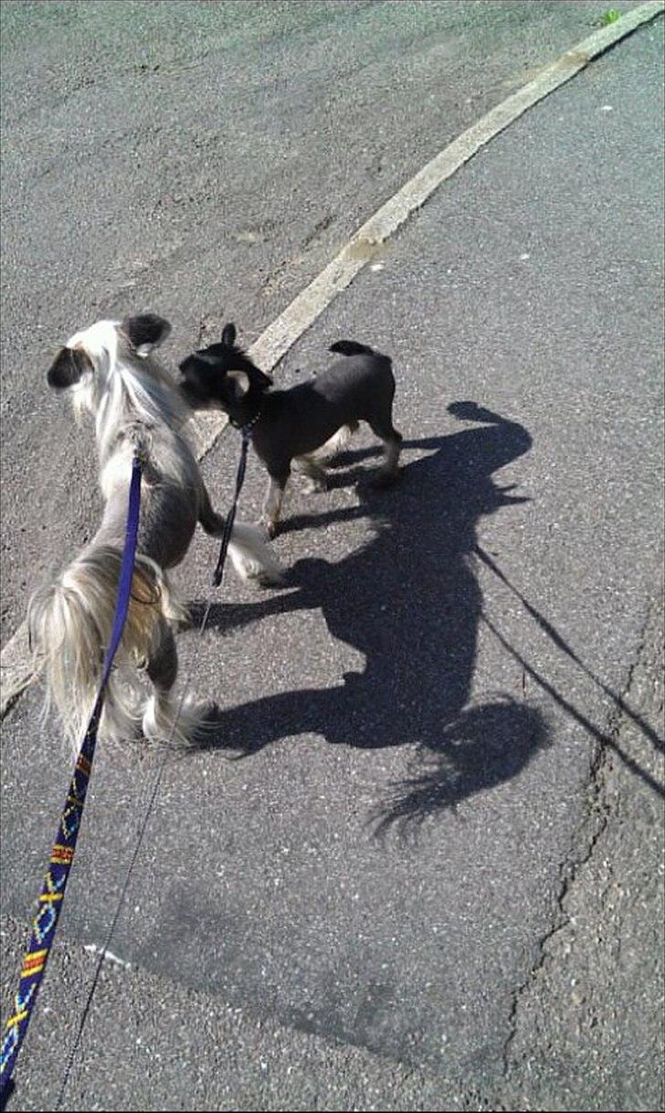 Chinese crested hårløs Footie billede 5