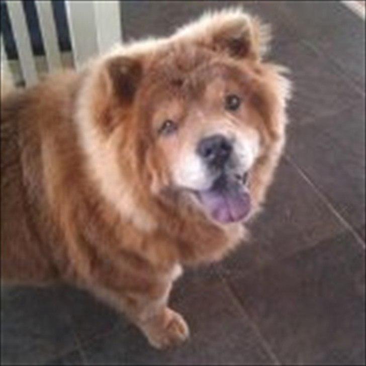 Chow chow basse billede 7