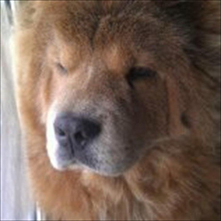 Chow chow basse billede 8