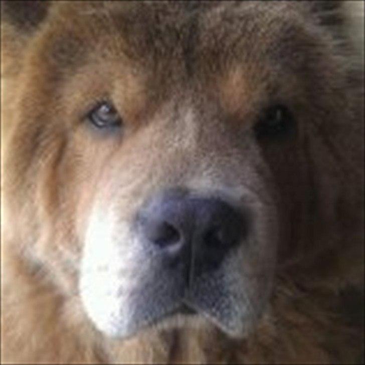 Chow chow basse billede 9