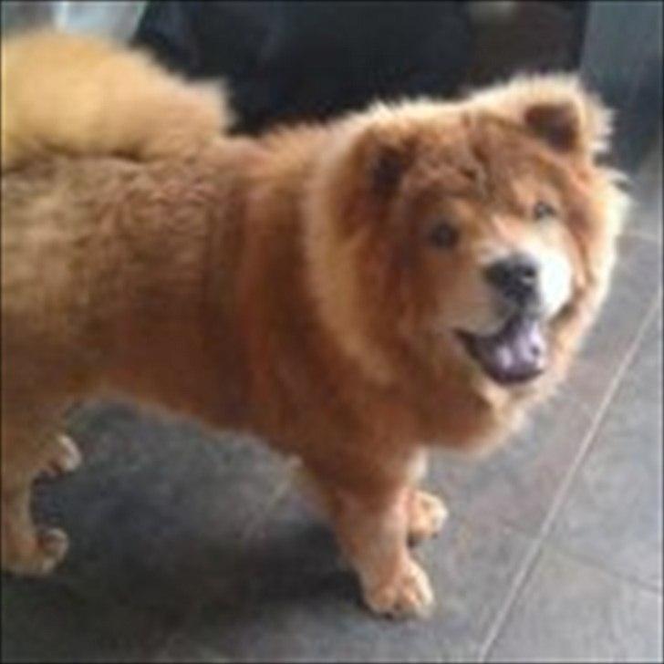 Chow chow basse billede 10