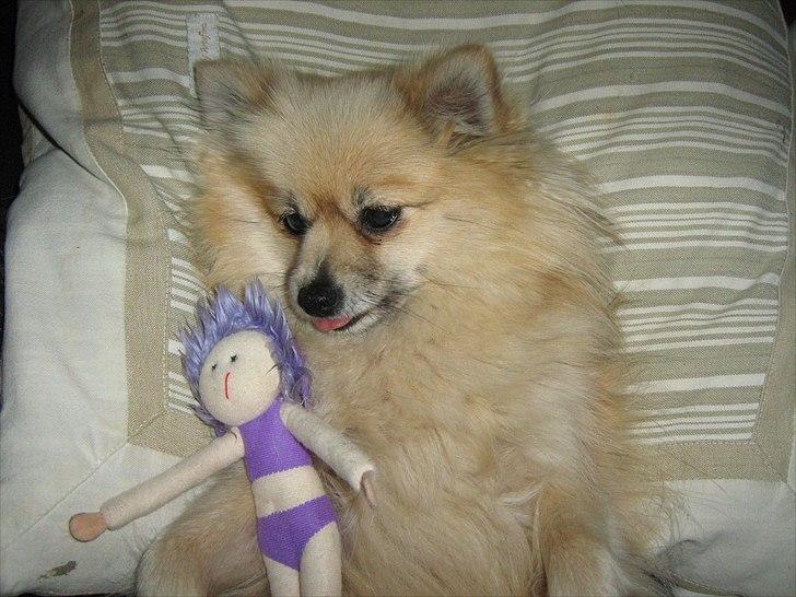 Pomeranian sille billede 1