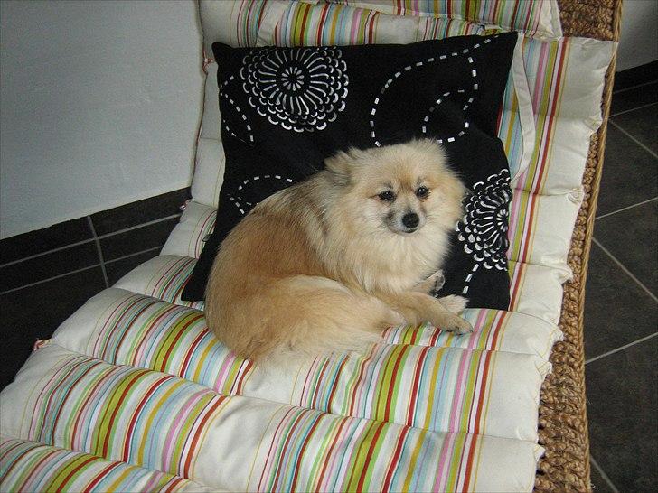 Pomeranian sille billede 2