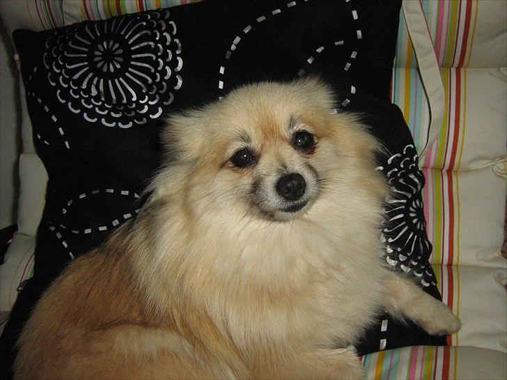 Pomeranian sille billede 3