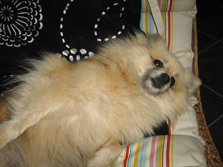 Pomeranian sille billede 4