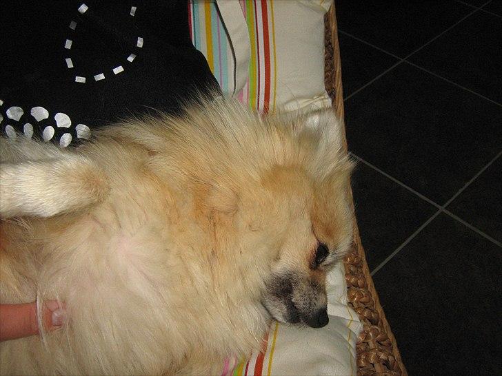 Pomeranian sille billede 5