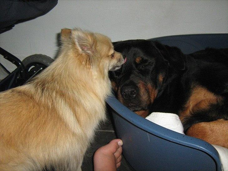 Pomeranian sille billede 6