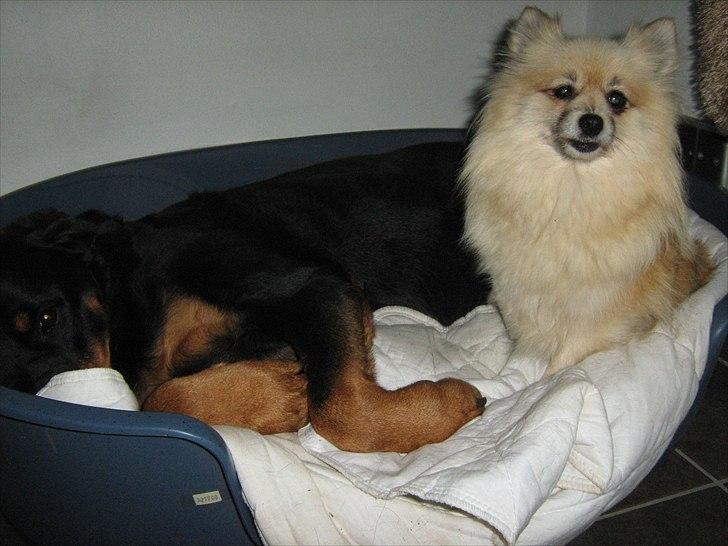 Pomeranian sille billede 7