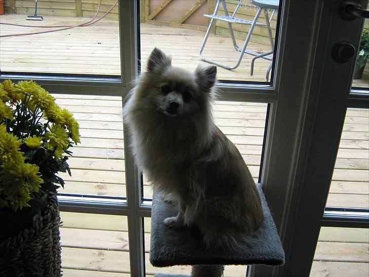 Pomeranian sille billede 8