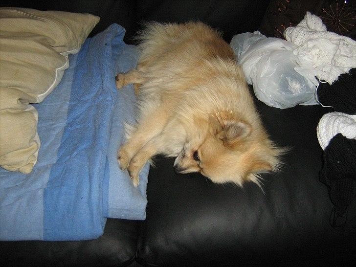 Pomeranian sille billede 9