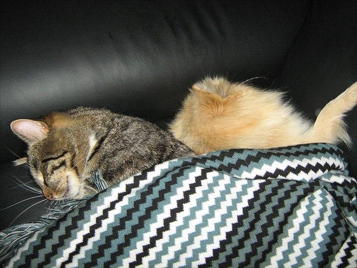 Pomeranian sille billede 10