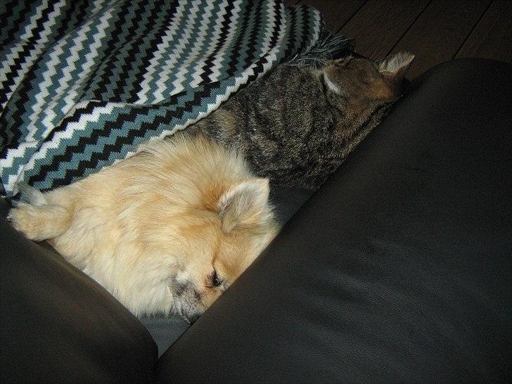 Pomeranian sille billede 11