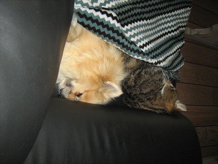 Pomeranian sille billede 12