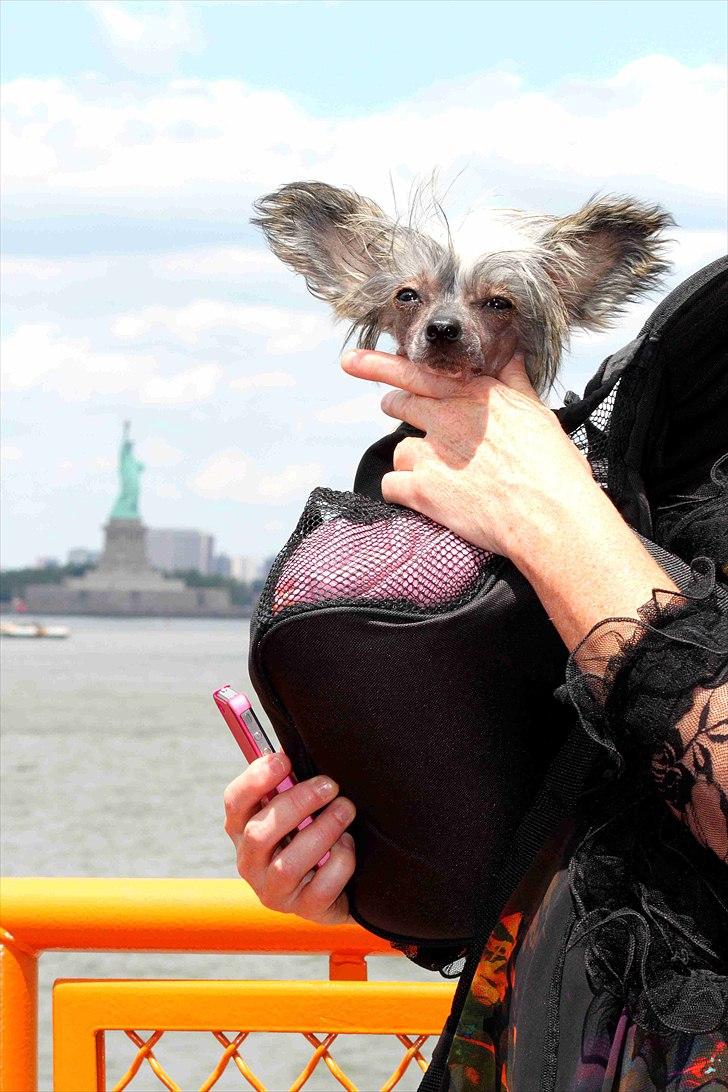 Chinese crested hårløs } Chelsy - 29. Juni, 2011. billede 8