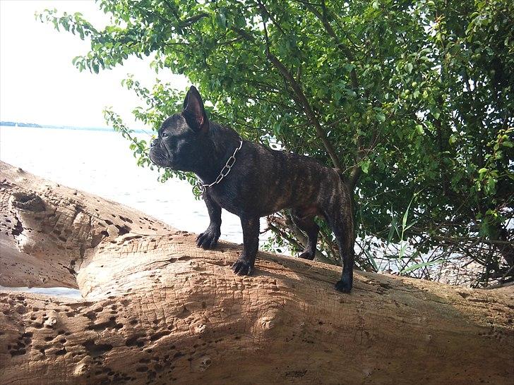 Fransk bulldog Ozzy billede 18