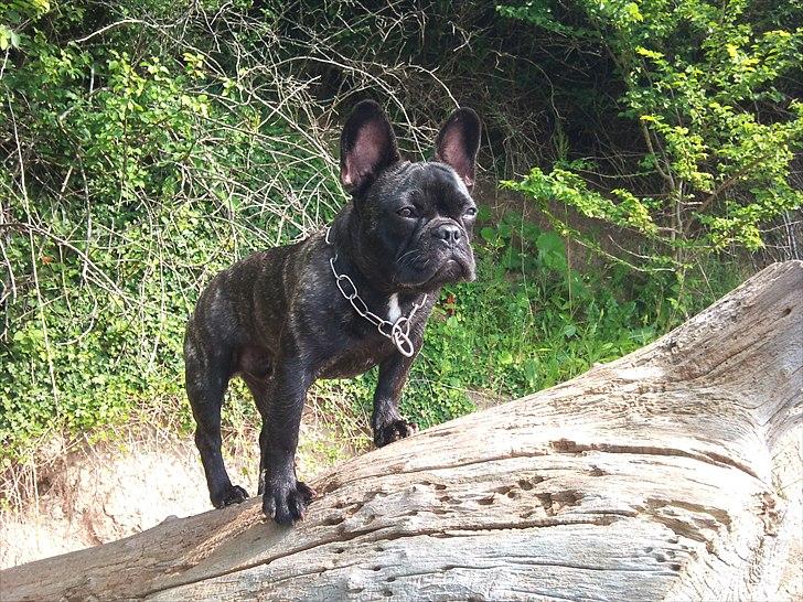 Fransk bulldog Ozzy billede 19