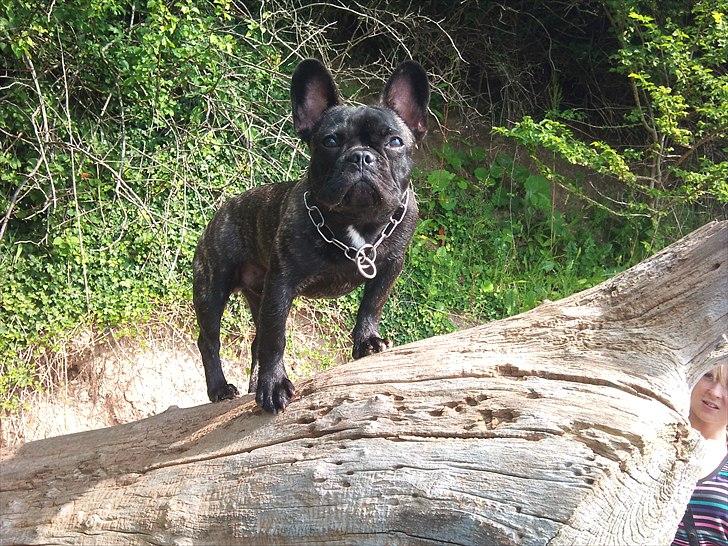 Fransk bulldog Ozzy billede 20