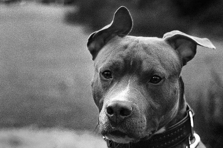 Amerikansk staffordshire terrier Harald billede 7