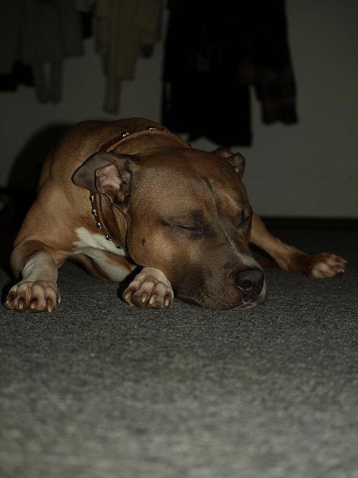 Amerikansk staffordshire terrier Harald billede 8