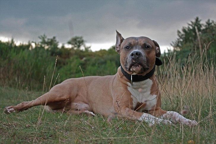 Amerikansk staffordshire terrier Harald billede 9