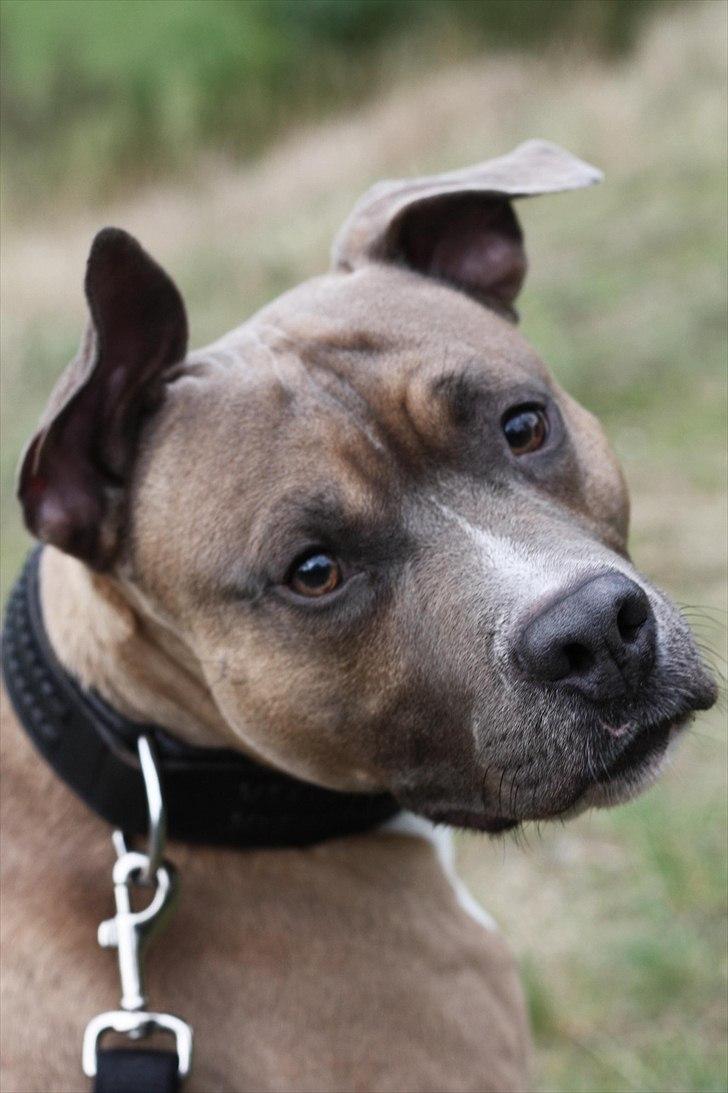 Amerikansk staffordshire terrier Harald billede 10